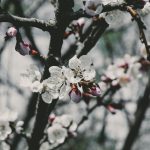 Focus Photo of White Petaled Flowers