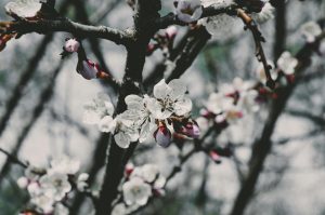 Focus Photo of White Petaled Flowers