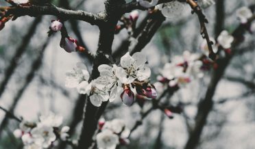 Focus Photo of White Petaled Flowers