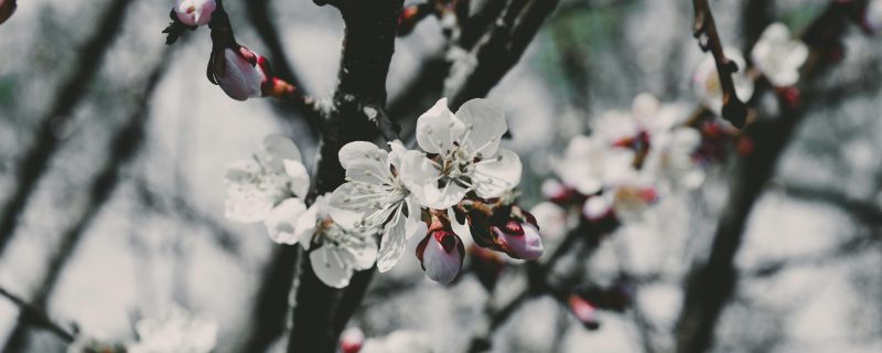 Focus Photo of White Petaled Flowers